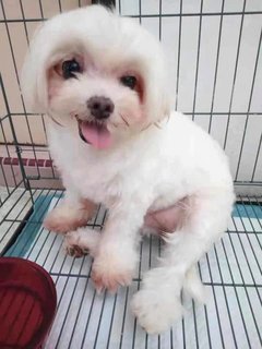 PF107370 - Shih Tzu Dog