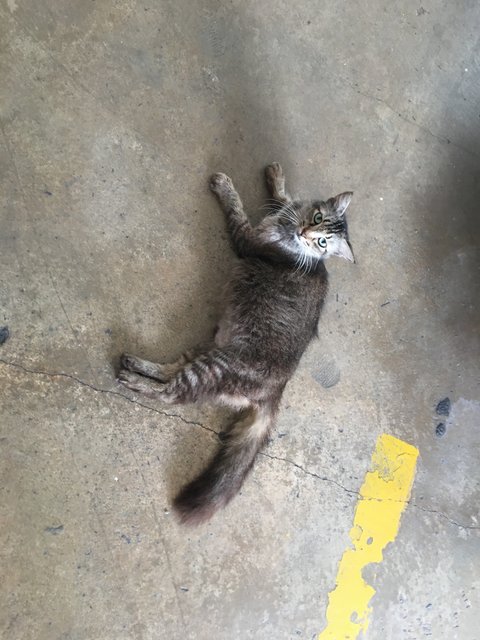 PF107381 - Maine Coon + Domestic Long Hair Cat