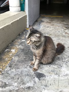 PF107381 - Maine Coon + Domestic Long Hair Cat