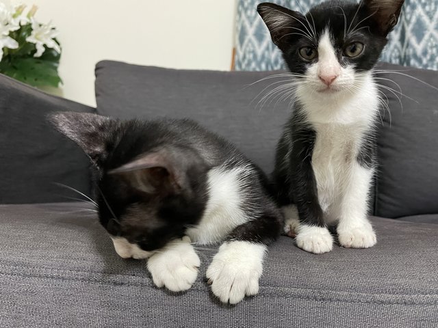 Aly And Coco - Domestic Short Hair Cat