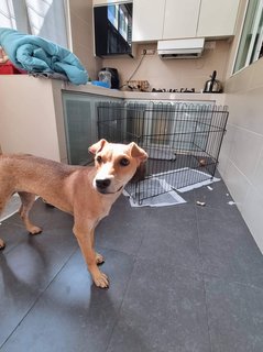 Elle - Has Been Adopted - Mixed Breed Dog