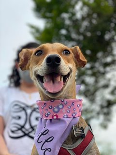 Elle - Has Been Adopted - Mixed Breed Dog