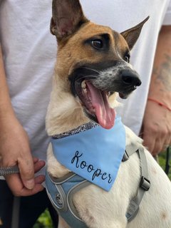 Kooper Has Been Adopted - Mixed Breed Dog