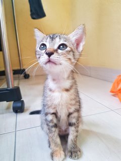 Milly And Toffee - Domestic Short Hair Cat