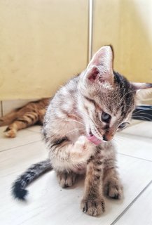 Milly And Toffee - Domestic Short Hair Cat