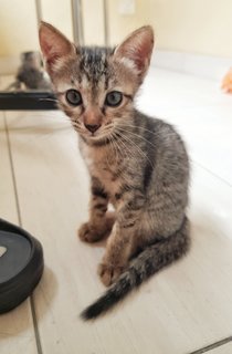 Milly And Toffee - Domestic Short Hair Cat