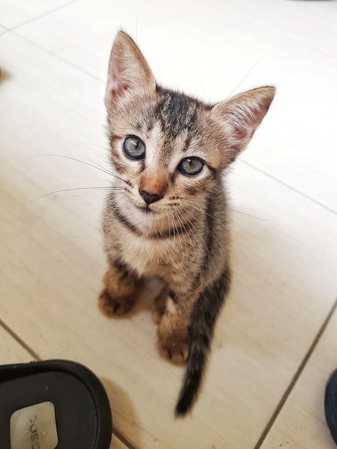 Milly And Toffee - Domestic Short Hair Cat