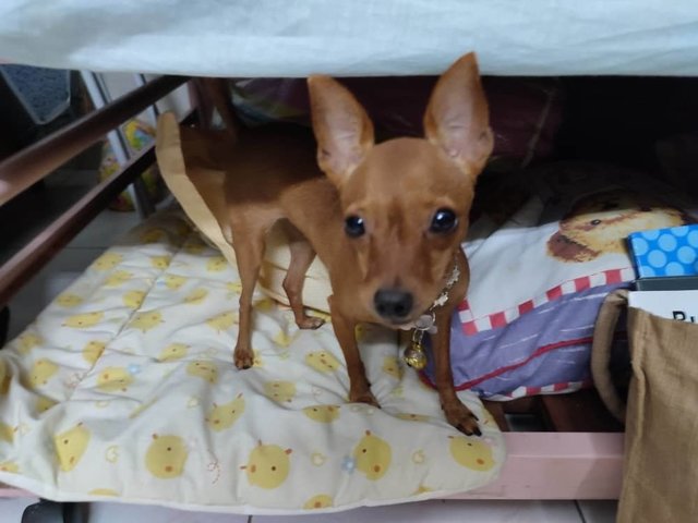 PF107408 - Miniature Pinscher Dog