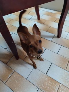 PF107408 - Miniature Pinscher Dog