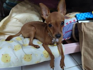 PF107408 - Miniature Pinscher Dog