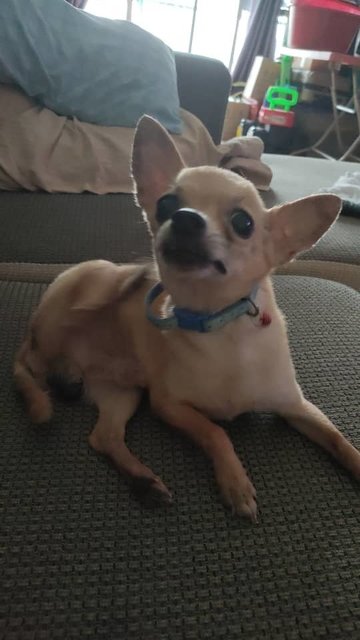 Chihuahua - Chihuahua Dog