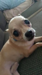 Chihuahua - Chihuahua Dog