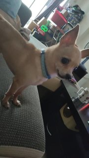 Chihuahua - Chihuahua Dog