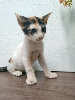 Sweetheart - Calico + Domestic Short Hair Cat