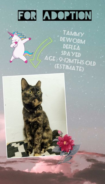 Tammy - Domestic Short Hair + Tortoiseshell Cat