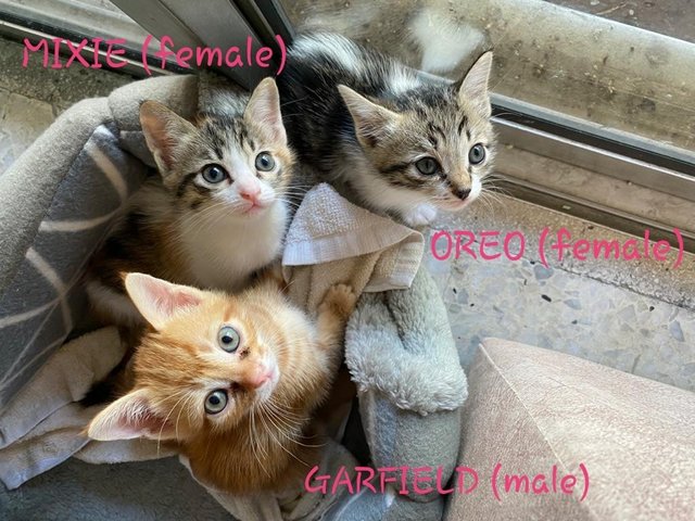 Miso, Luna&amp;taro(Fka Mixie,oreo&amp;garfield) - Domestic Short Hair Cat