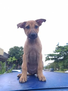 Sophie  - Mixed Breed Dog