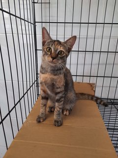 Tabby Girl - Domestic Short Hair Cat