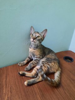 Tabby Girl - Domestic Short Hair Cat