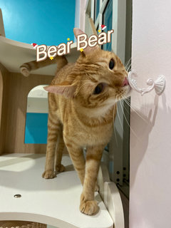 Seven+ Bearbear - Domestic Short Hair Cat