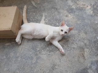 Putih - Domestic Short Hair Cat