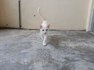 Putih - Domestic Short Hair Cat