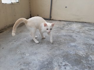 Putih - Domestic Short Hair Cat