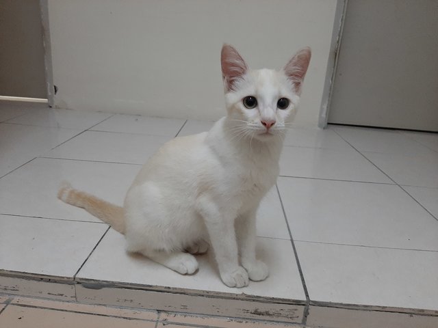 Putih - Domestic Short Hair Cat