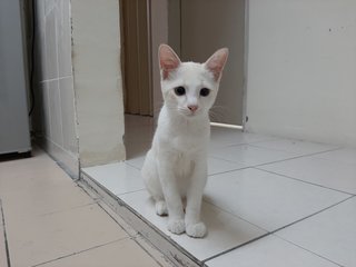 Putih - Domestic Short Hair Cat