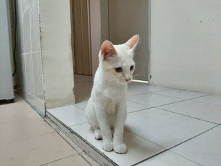 Putih - Domestic Short Hair Cat