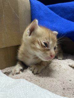 Baby Yen - Domestic Short Hair Cat