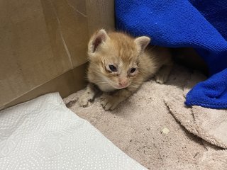 Baby Yen - Domestic Short Hair Cat