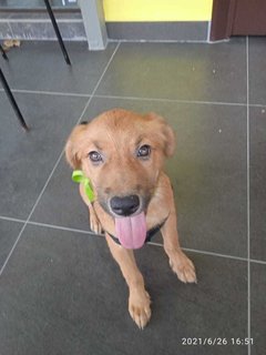 Angel - Mixed Breed Dog