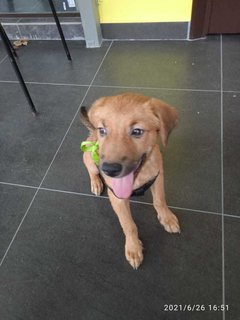 Angel - Mixed Breed Dog