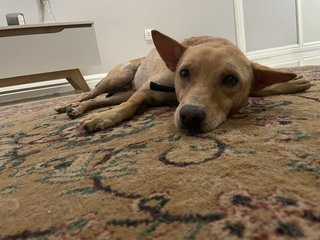 Chase - Mixed Breed Dog