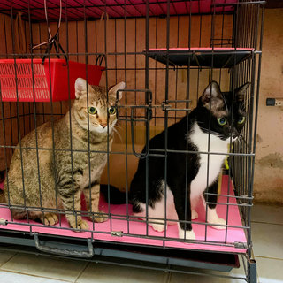 Ruffle share a small cage with another adult cat at the Aunty’s shop at Selayang Jaya.