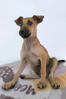 Viviana - Mixed Breed Dog