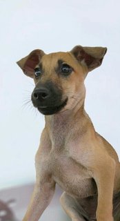 Viviana - Mixed Breed Dog