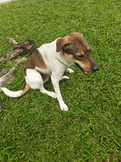 Lili - Mixed Breed Dog