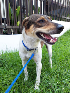 Lili - Mixed Breed Dog