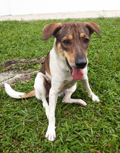 Lili - Mixed Breed Dog