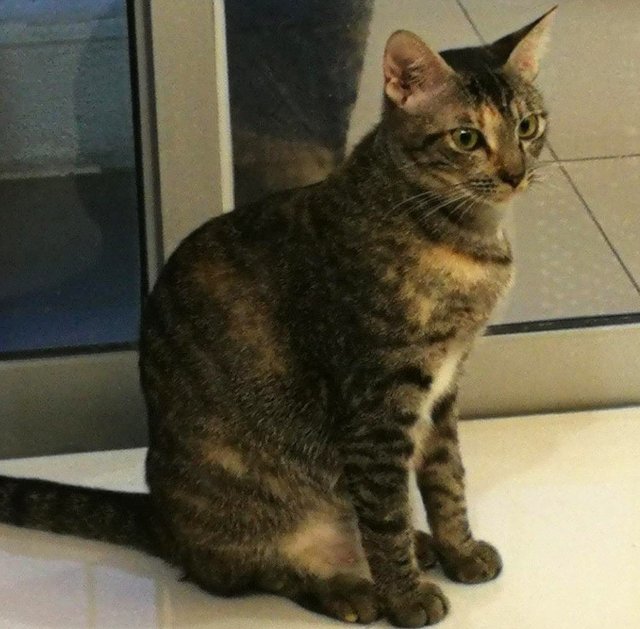 Bessie - Domestic Short Hair Cat