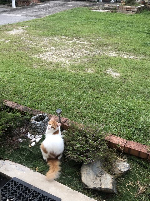 Gemok - Domestic Long Hair Cat