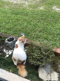 Gemok - Domestic Long Hair Cat