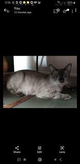 Siamese  Cat - Siamese Cat