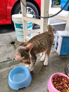 Stokin - Domestic Short Hair Cat