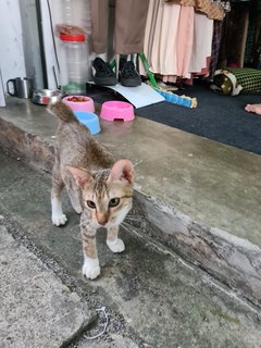 Stokin - Domestic Short Hair Cat