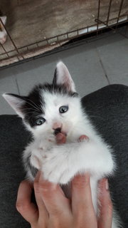 Bean,billy,dash - Domestic Short Hair Cat