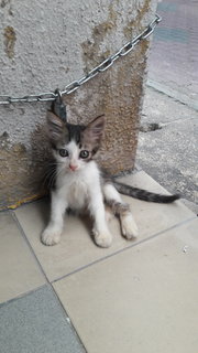 Bean,billy,dash - Domestic Short Hair Cat