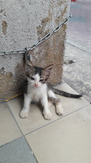 Bean,billy,dash - Domestic Short Hair Cat